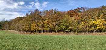 forest, edge of the woods, hiking, nature, field, green, meadow, sky, forest trail, landscape