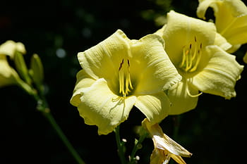 tiger, lily, nature, flower, blossom, plant, floral, bloom, garden, yellow, bright