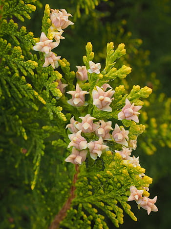 thuja, flowers, female flowers, hedge, periwinkle, tree of life, cupressaceae, immergrüner tree, cypress under glass, ornamental plant, hedge plant