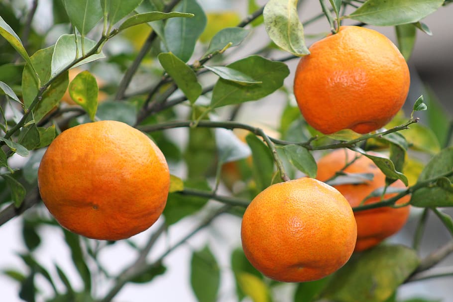 pomeranče, ovoce, veracruz, tradiční, Mexiko, citrusové ovoce, list, mandarinka, jídlo, svěžest, pomeranč