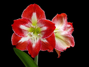 detailopname, fotografie, rood en wit, amaryllis bloemen, bloeien, bloem, natuur, fabriek, amaryllis, bloemblad, de lente