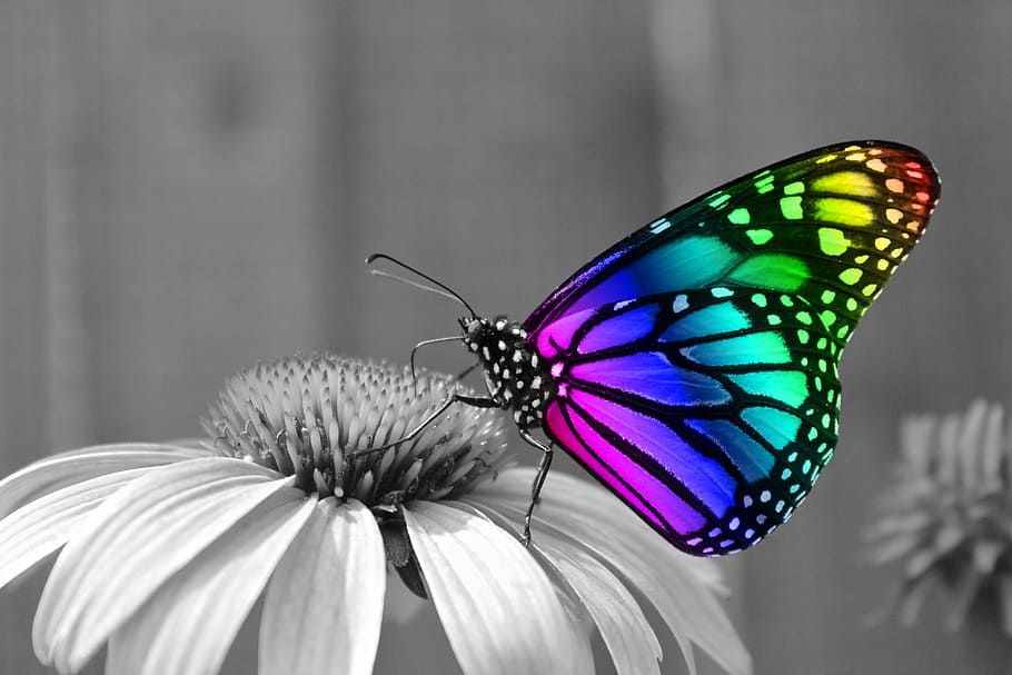 multicolored monach butterfly, butterfly, butterflies, insects, insect, macro, monarch, flower, flowers, morpho, nature