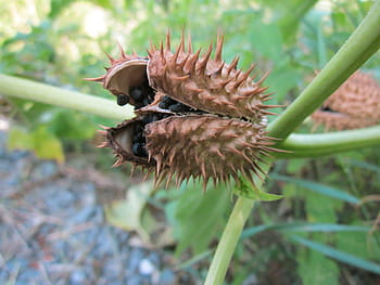 datura stramonium, jimson weed, setan snare, flora, berduri, beracun, gulma, botani, spesies, tanaman, bunga liar