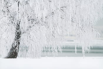 white tree, winter, tree, snow, landscape, cold, december, christmas, winter trees, nature, xmas