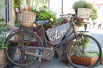 brown, wicker basket, bicycle, black, step, bike, flower, plants, nature, pot, basket