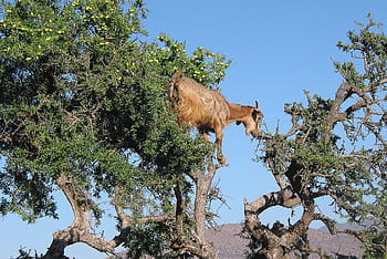 Marrone, capra, arrampicata, albero, giorno, marocchino, argan, olio di Argan, cosmetico