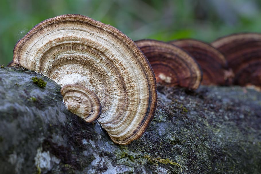 Jamur, Kayu, Pohon, Jamur kayu, Jamur pohon, siput, spiral, alam, gastropoda, close-up, satu hewan