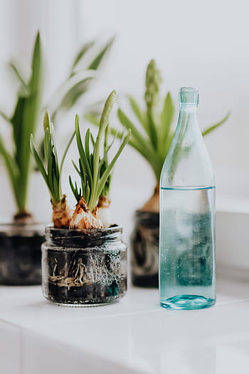 Jacinto, plantas, tarro, plantado, interior, primavera, jacintos, muscari, tarros