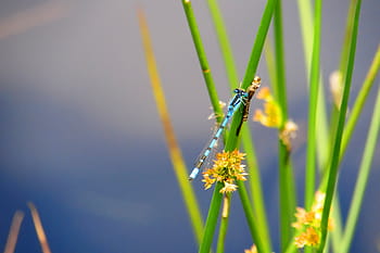 teal damselfly, green, plant close-up photography, closeup, photography, teal, black, robberfly, grass, dragonfly, insect