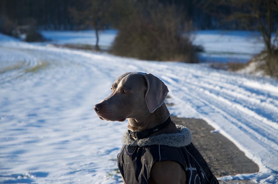 犬、 ワイマラナー、 冬、 雪、 ペット、 自然、 動物