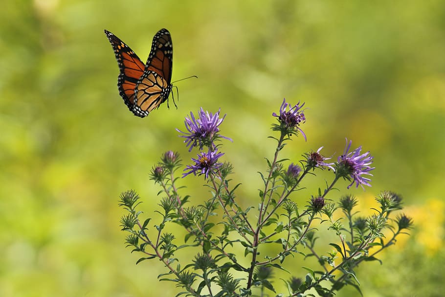 flower, violet, petal, bloom, garden, plant, nature, autumn, fall, butterfly, moth
