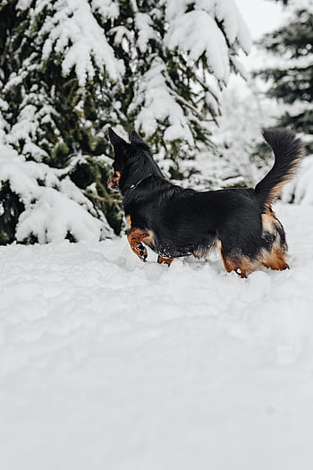 pequeño, perros, invierno, jugar, diversión, nieve, gracioso, animales, mascotas, lindo, blanco