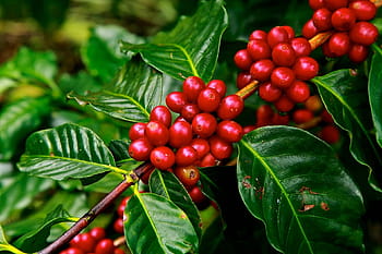 red coffee beans, coffee beans, ripe, agriculture, plant, raw, crop, grow, fruit, plantation, harvest