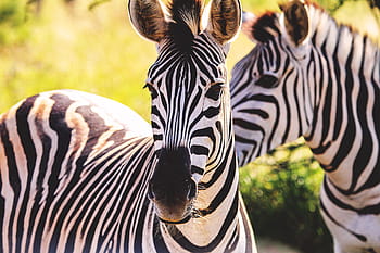 výstřel, pár, zebry, detailní, Příroda, Afrika, zvířat, přírodní, safari, divoký, zebra