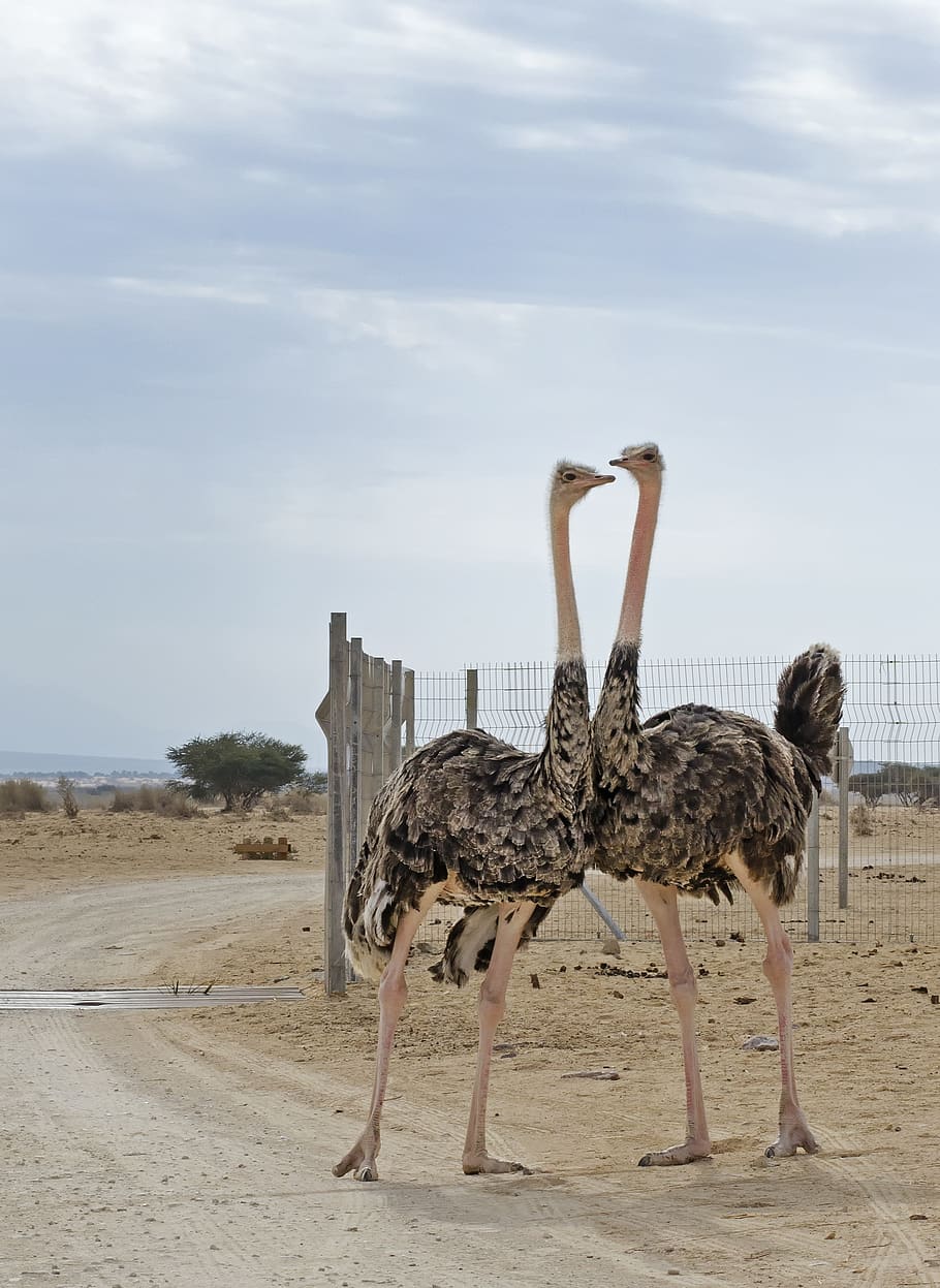 pštrosi, hai-bar přírodní rezervace, Izrael, arava, negev, poušť, suchý, ptáků, cestovat, cestovní ruch, volně žijících živočichů