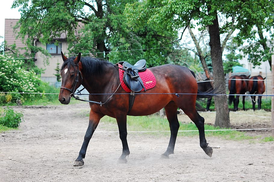kůň, práce, savec, lonżowanie, zvíře, stud, Záchvat, koník, záliv, kobyla, silesian