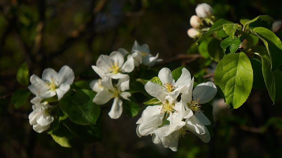 nature, plants, twigs, young, green, leaflet, tree, white, flowers, spring