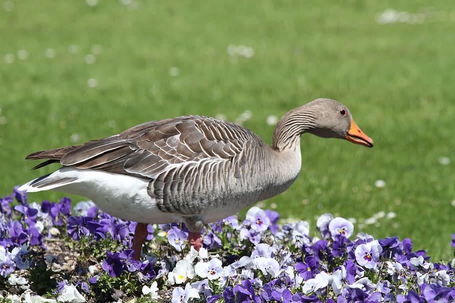 Goose, Castle, Munich, park, nymphenburg palace, schlossgarten, animal, feather, flowers, garden, green