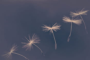 dandelion, umbrella, flying, blow, wish you, closeups, seeds, fluffy, macro, wind, flowers