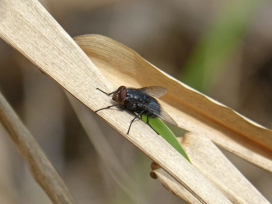 létat, list, americký, třtina, botfly, detail, americká třtina, jednoho zvířete, zvířat, zvířata ve volné přírodě, hmyz