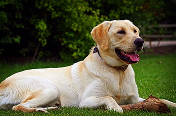 žlutá laboratoř, žlutý labrador, zlatý labrador, labrador, labradorský retrívr, retriever, Pes, zlatý labradorský retrívr, domácí zvíře, zlatá laboratoř