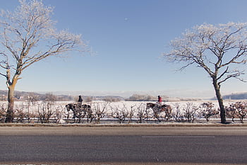 Pferd, Reiten, Winter, Schnee, kalt, Straße, Bäume, Menschen, Eis, Himmel, draußen