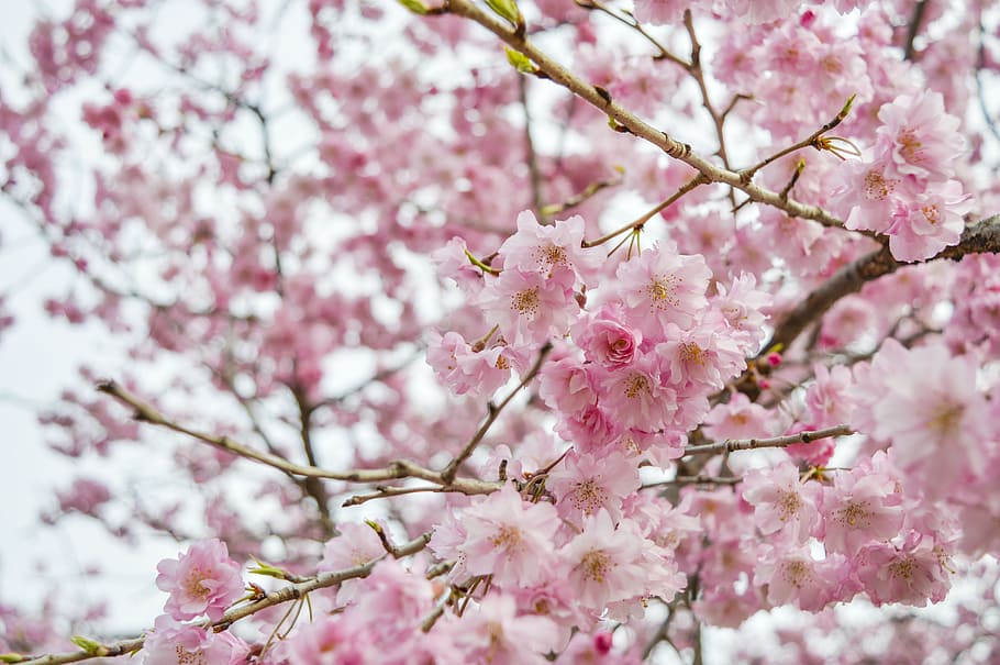 Cherry Blossom, Qingdao, Pink, flower, blossom, springtime, pink color, tree