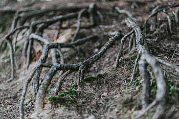 caminar, bosque de otoño, otoño, bosque, hojas, madera, plantas, árboles, troncos, rama, naturaleza