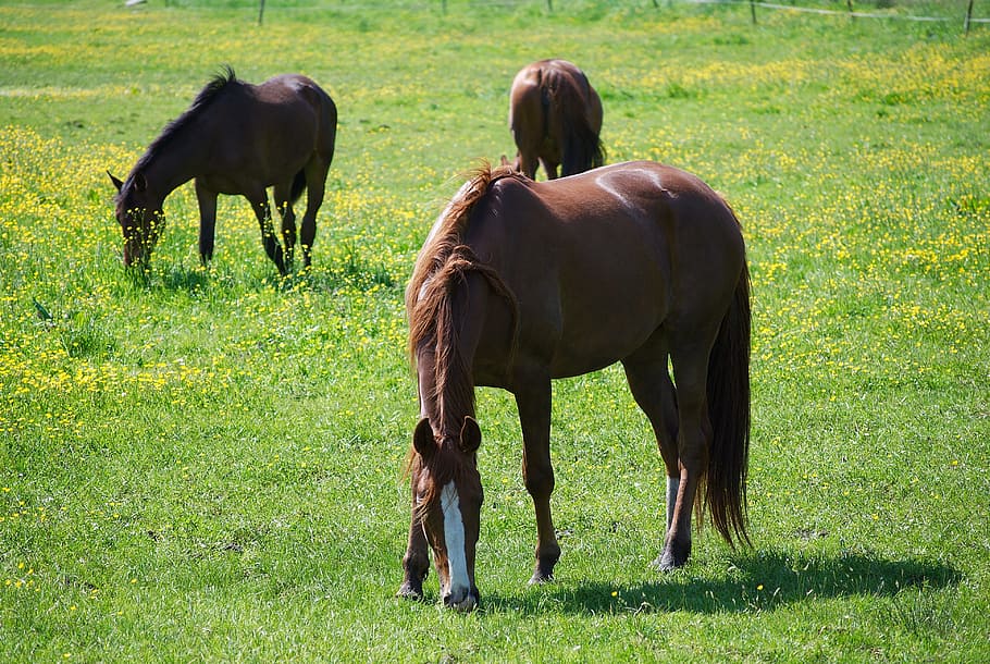 Horses, Horse Pasture, East Frisia, coupling, graze, animal, rural, mane, pasture, spring, grass