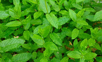 green leaf plant, mint, peppermint, plant, leaves, herbs, aroma, nature, green, green mint, herb