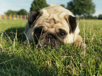 plavá pug, tráva, mopslík, mopslíci, Pes, roztomilý, portrét, pokládání, milovat, domácí zvíře, zvířat