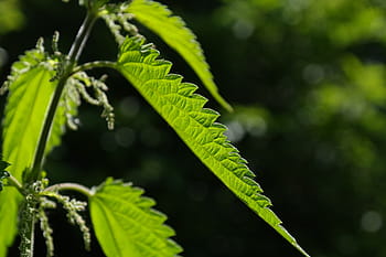 selective, focus photo, ovate leaf, stinging nettle, leaves, burning hair, pink, plant, shine through, shades of green, light