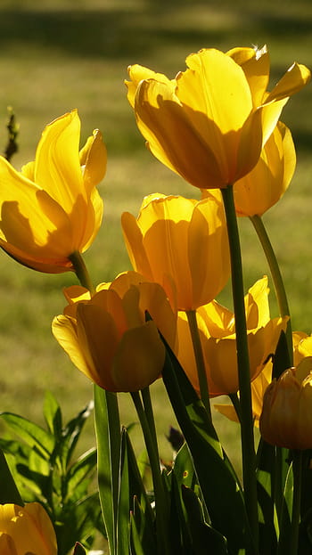 tulipány, Tulipán kytice, žlutá, jaro, jarní květina, Příroda, květ, žluté tulipány, tulipa, květiny