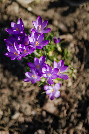warna kuning kemerahan, bunga, ungu, mekar, musim semi, flora, crocus