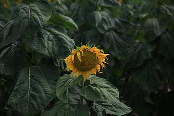 close-up photo, sunflower, yellow, petal, field, farm, garden, nature, plant, green, leaf