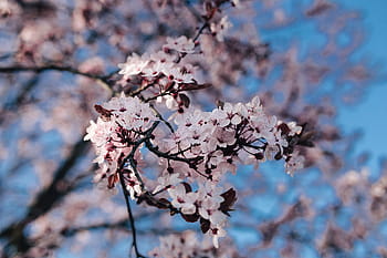 flores de primavera rosadas, rosa, flores de primavera, flores, flora, cielo azul, floreciente, primavera, flor, ramita, rama