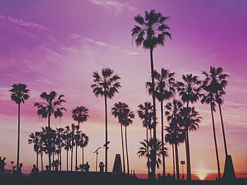 green, leafed, trees illustration, tropical, palm trees, miami, los angeles, venice, venice beach, colorful, beach