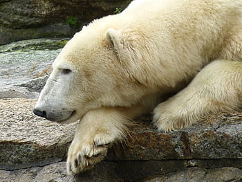 動物、 捕食者、 くま、 ホッキョクグマ、 捕食者の種類、 哺乳類、 動物園、 野生動物、 毛皮、 鼻、 危険な