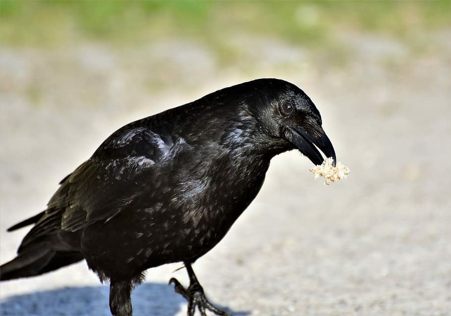 vrána jíst popcorn, Havran, vrána, havran pták, pták, Pírko, Černá, účtovat, vrána vrána, obyčejný havran, zvíře