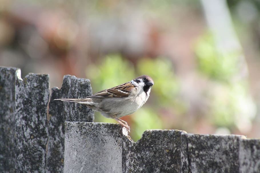 春、 自然、 Natur、 生きている自然、 村、 風景、 スズメ、 鳥、 フェンス、 1匹の動物、 動物のテーマ