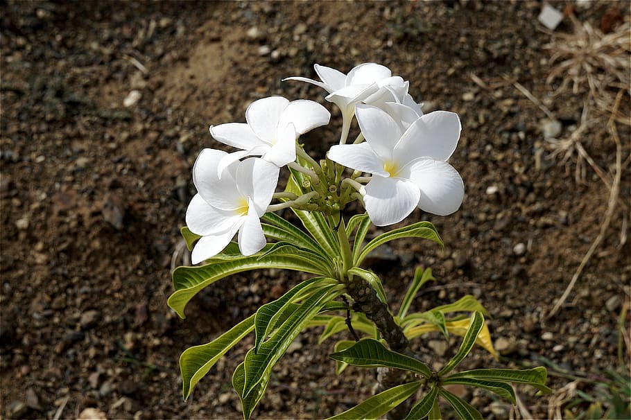 plumeria, bílé květy, jaro, sněženka, zahrada, Příroda, zelená, 5 okvětní lístek, žluté centrum