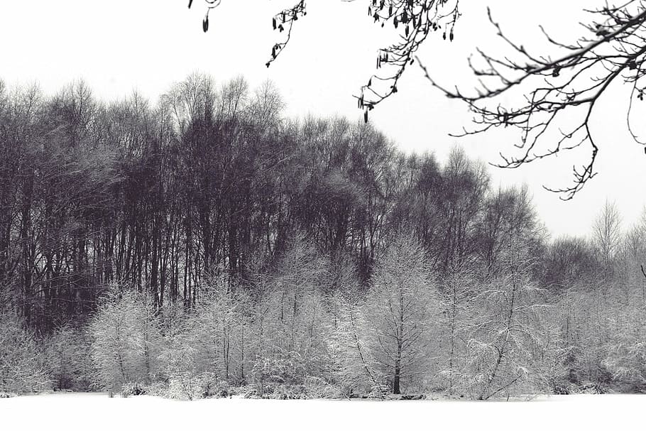 landscape, wintry, winter, snow, cold, trees, forest, aesthetic, kahl, nature, tree