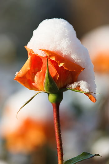 orange, rose, covered, snow, close, beauty, cold, flower, ze, frost, frozen