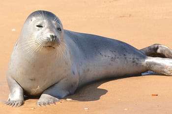 gray, seal, brown, sand, Seal, Harbor, Harbor Seal, Ocean, Harbor, young, ocean, harbor, marine