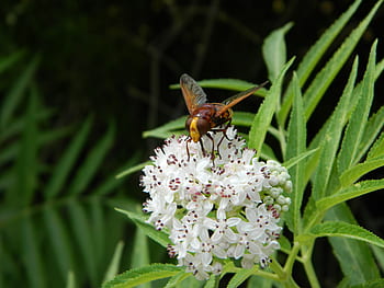 Příroda, volně žijících živočichů, včela, starší trpaslík, volucella zonaria, sambucus ebulus, danewort, dane plevel, venku
