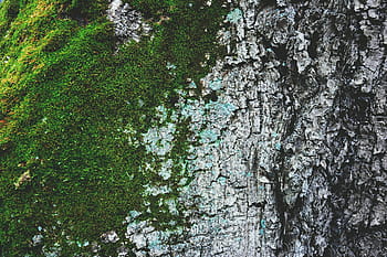shot, moss, tree bark texture, Closeup, tree bark, texture, textures, abstract, nature, tree, forest