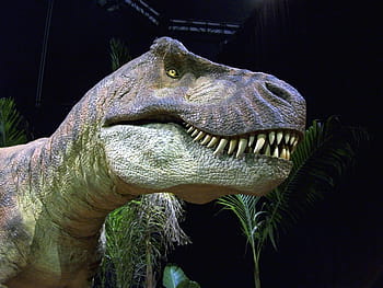 coklat, abu-abu, tyrannosaurus, dinosaurus, trex, t-rex, tyrannosaurus rex, dino, reptil, jurassic, prasejarah
