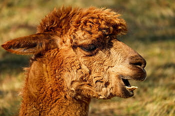 flach, Fokus, braun, Lama, Alpaka, Tier, Kreatur, Pelz, Rotbraun, wolle, flauschige