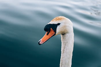 foto ravvicinata, testa di cigno, corpo, acqua, bianca, anatra, cigno, uccello, animale, collo, becco