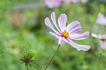 pianta di fioritura rosa, fiore, rosa, petalo, fioritura, giardino, pianta, natura, autunno, verde, le foglie
